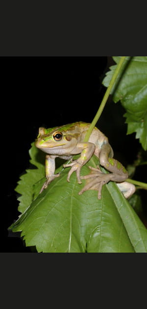 Une grenouille dans du vin