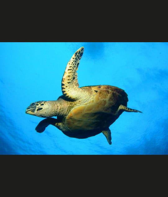 Le vol de la tortue