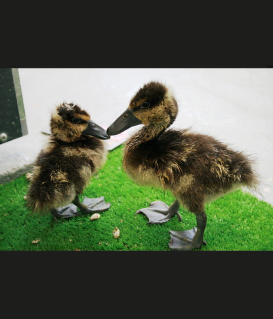 Les b&eacute;b&eacute;s du canard dendrocygne