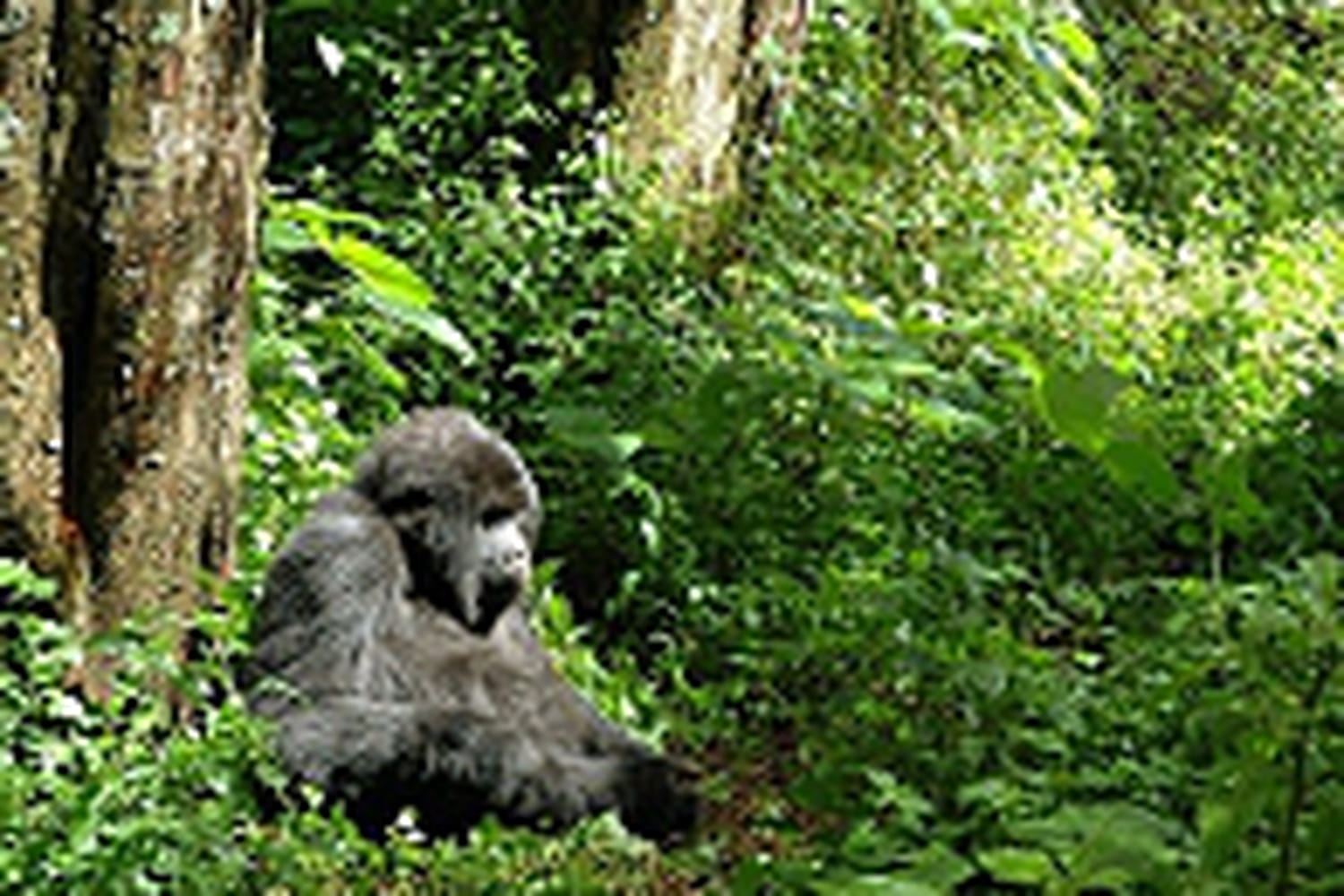 Au Rwanda, les gorilles coûtent cher