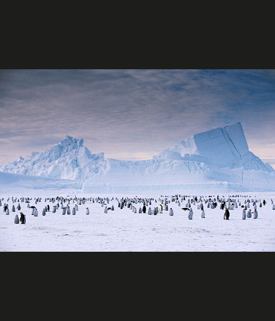Manchots empereurs, Antarctique