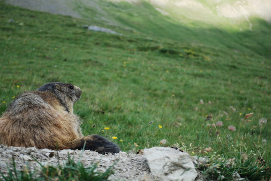 Marmotte des &Eacute;crins