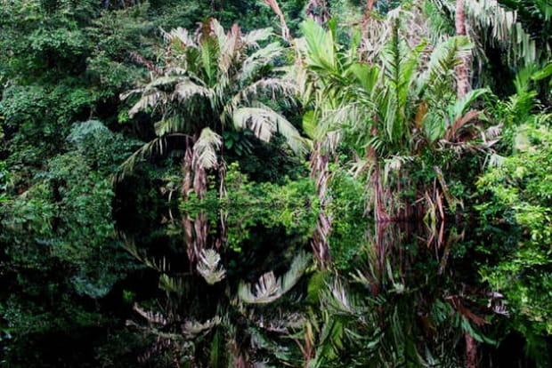 Dans la jungle de Tortuguero au Costa Rica
