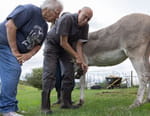 L'incroyable Dr Pol