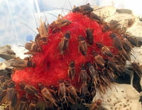 360°-GEO : Les insectes, nourriture de demain ?