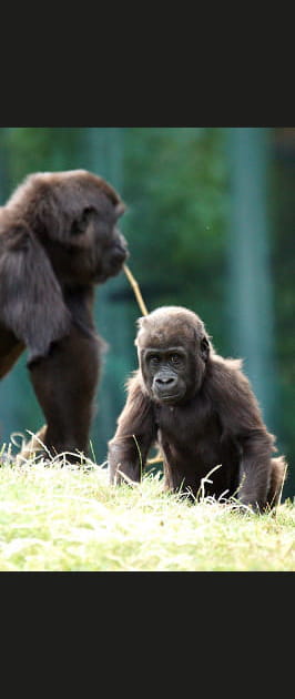 ZooParc de Beauval, Loir-et-Cher