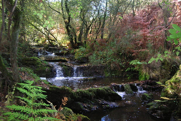 Brocéliande, une forêt enchanteresse