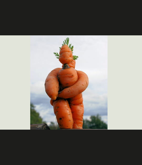 Un amour de carottes