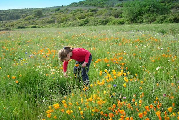 Cueillette printanière