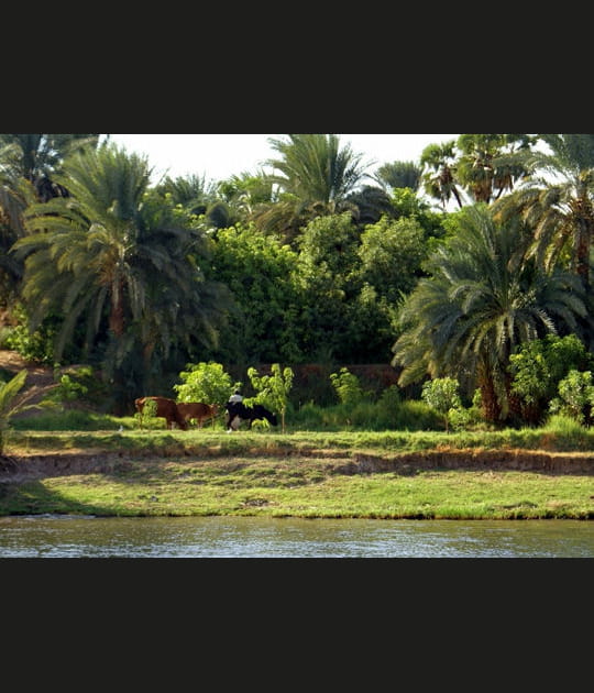 Les rives vertes du delta du Nil