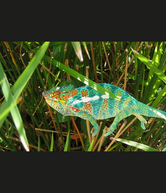 Le cam&eacute;l&eacute;on