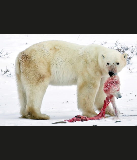 Cannibalisme