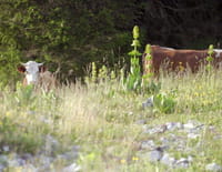 Si le comté m'était conté...