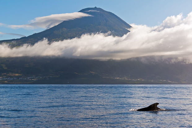 Observation des baleines dans les Açores