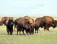 Indonésie sauvage : USA : Au coeur des territoires sauvages