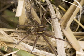 Une araign&eacute;e g&eacute;ante que l'on croyait disparue r&eacute;appara&icirc;t pr&egrave;s des maisons