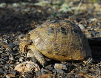La tortue après l'éden