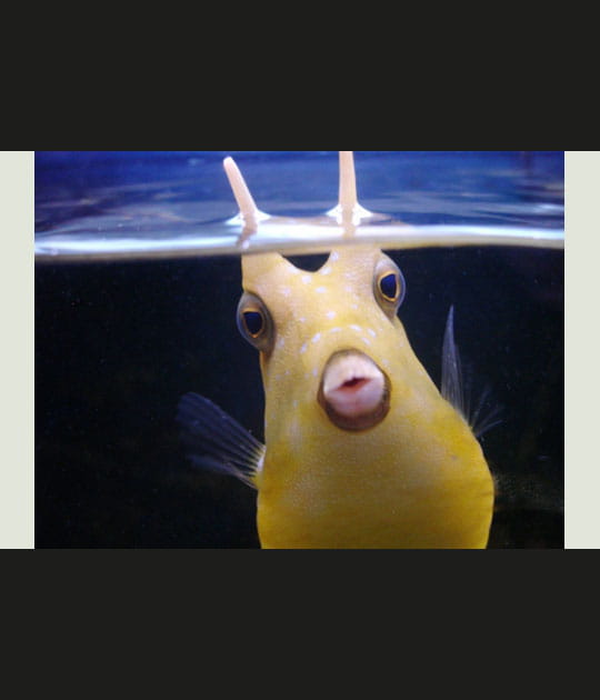 Sous l'eau, c'est plus rigolo&nbsp;!