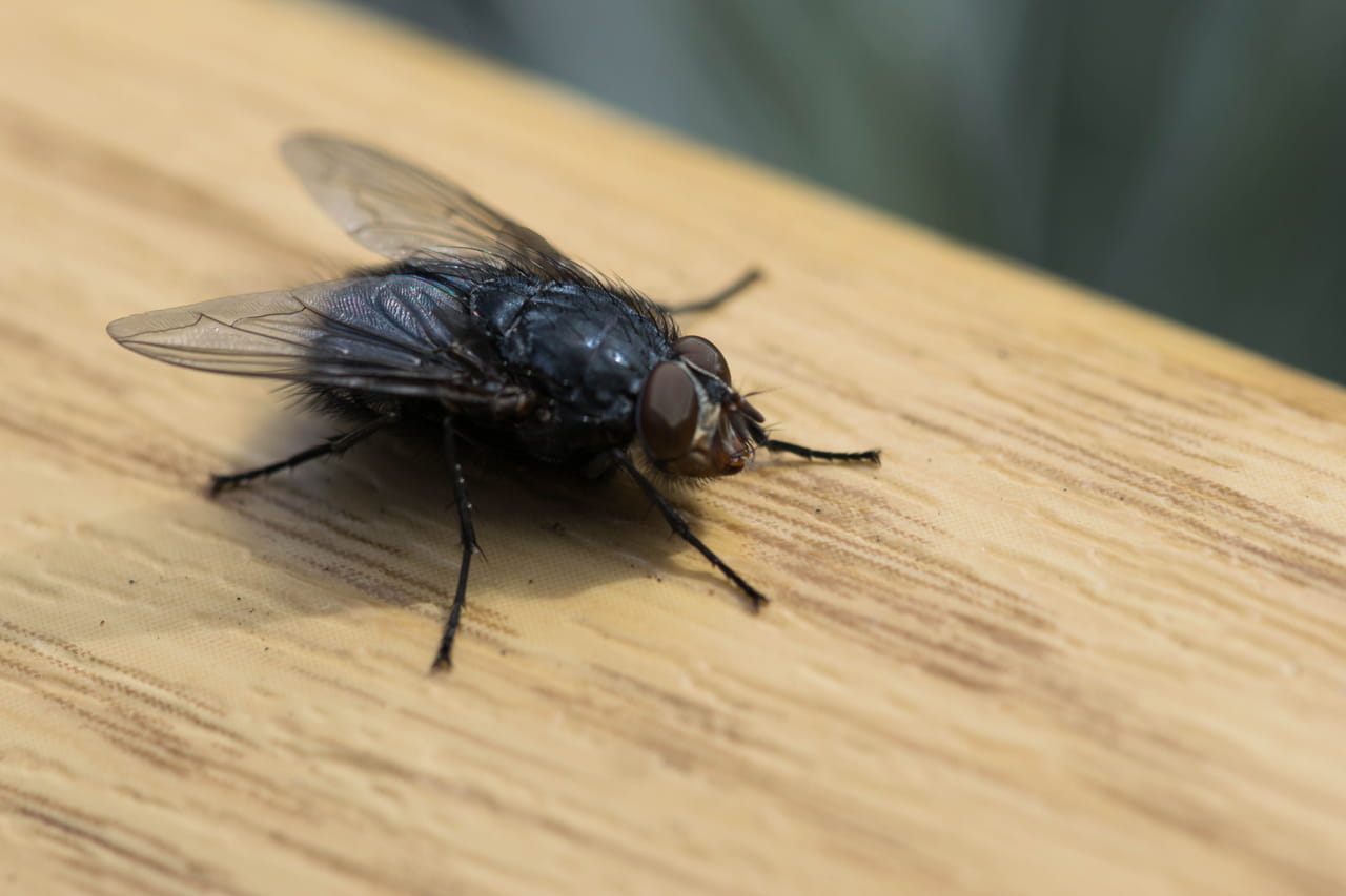 Des milliards de mouches conçues en laboratoire libérées, elles luttent contre une grande menace