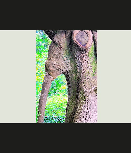 L'arbre &eacute;l&eacute;phant