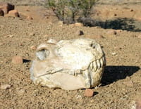 Planète Terre : aux origines de la vie : Eruption mortelle