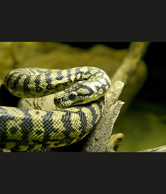 Python tapis