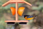Mangeoire à oiseaux