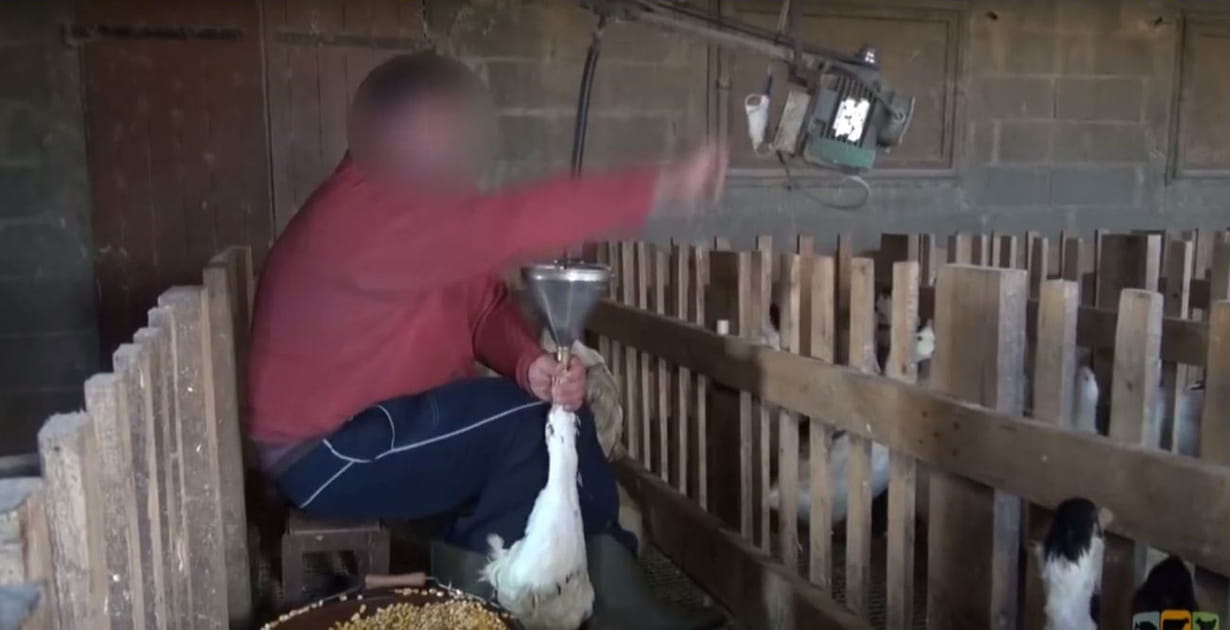 Des canards &agrave; foie gras gav&eacute;s jusqu'au jabot