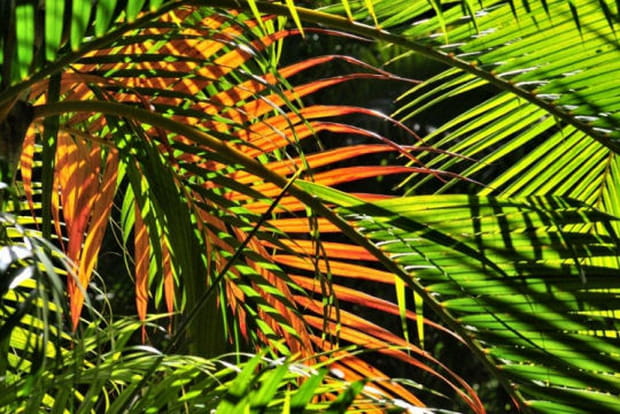 Embrasement de lumière sur la pointe de Matira