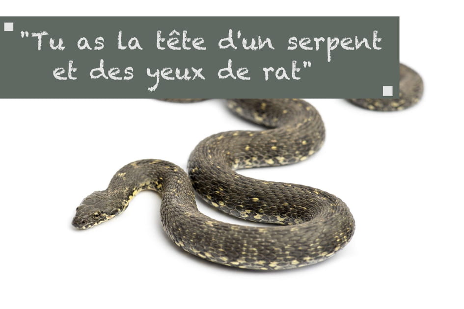 De beaux yeux... de rats !