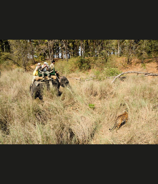 Tiger show