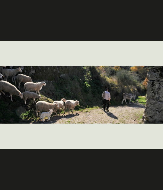 Le d&eacute;part des moutons