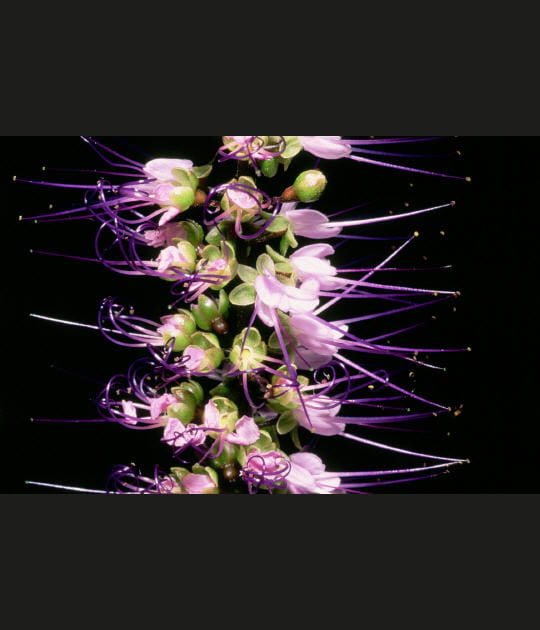 Etamines violettes