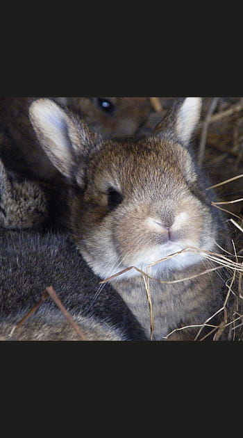La lapine &eacute;vite ses petits
