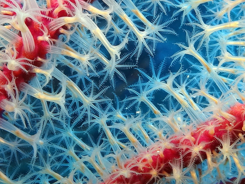 Corail bleu blanc rouge