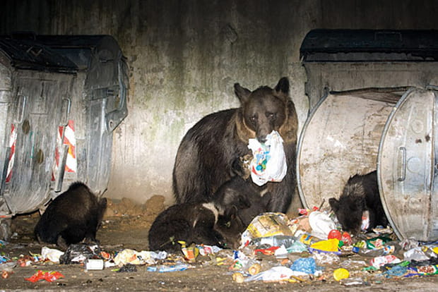 Un festin de roi pour les oursons