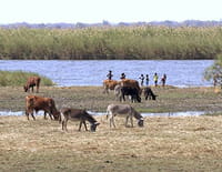 Horizons : Botswana, le joyau africain