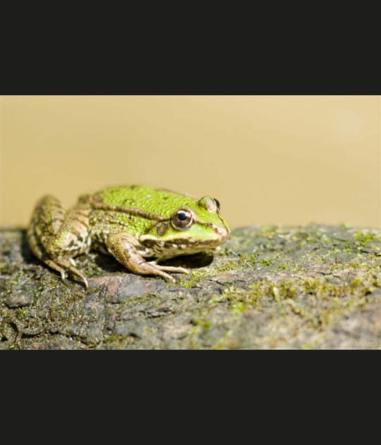 Grenouille
