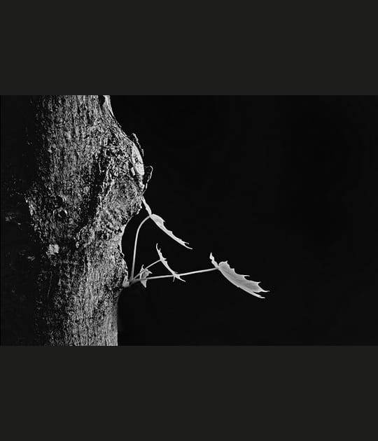 La feuille enchant&eacute;e