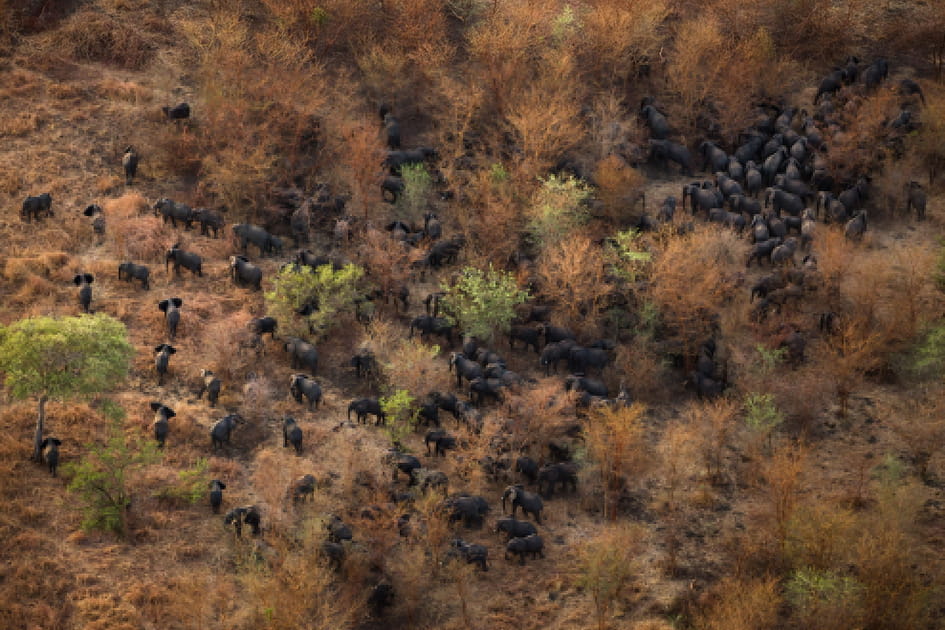 Le parc national de Zakouma au Tchad