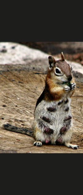 Ecureuils am&eacute;ricains