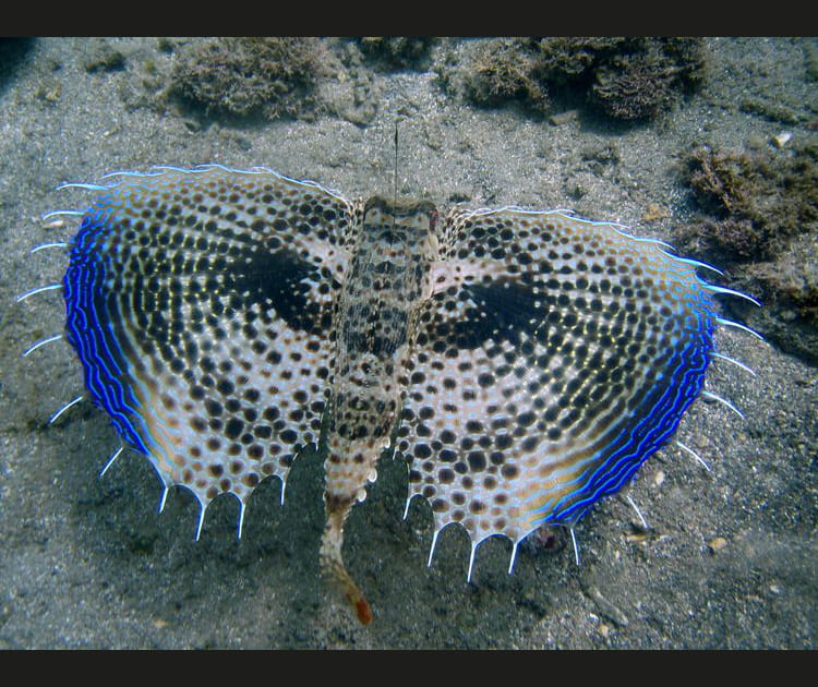 Magnifique poisson volant