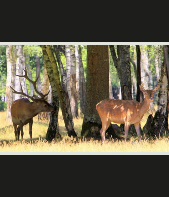 Cerfs en for&ecirc;t