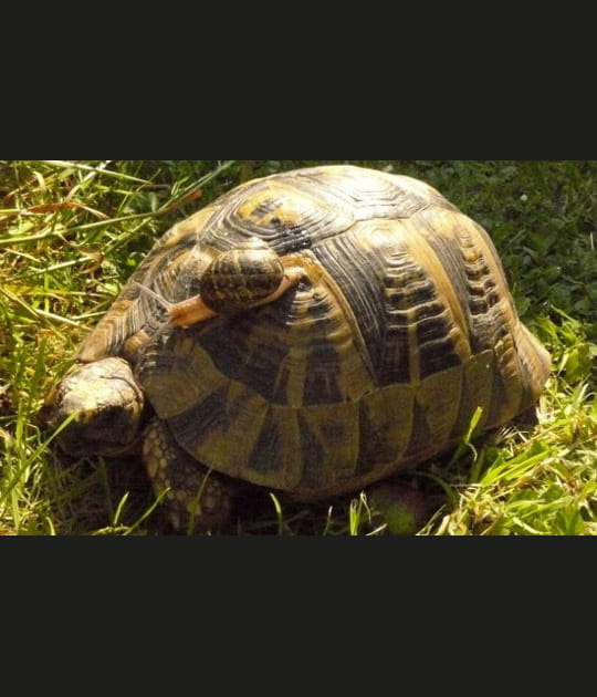 A dos de tortue&nbsp;!