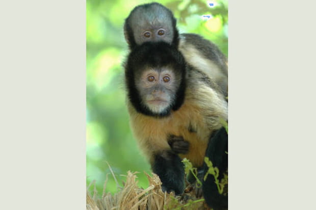 Capucin à poitrine jaune