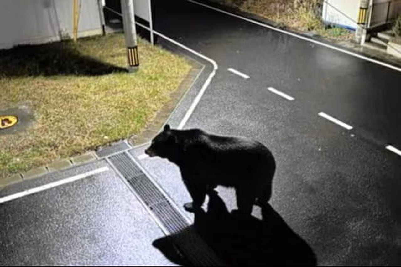 La photo d'un ours en pleine rue fait paniquer les autorités