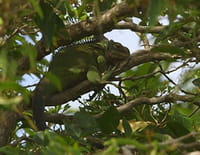 Curieuse de nature : Sur les traces de l'iguane en Guadeloupe