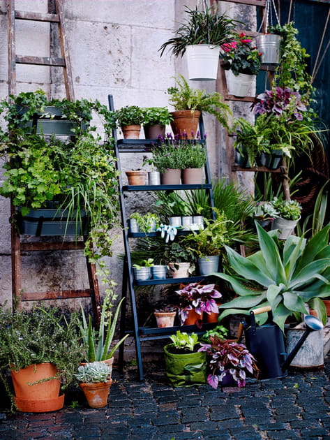 Des plantes vertes pour mon balcon