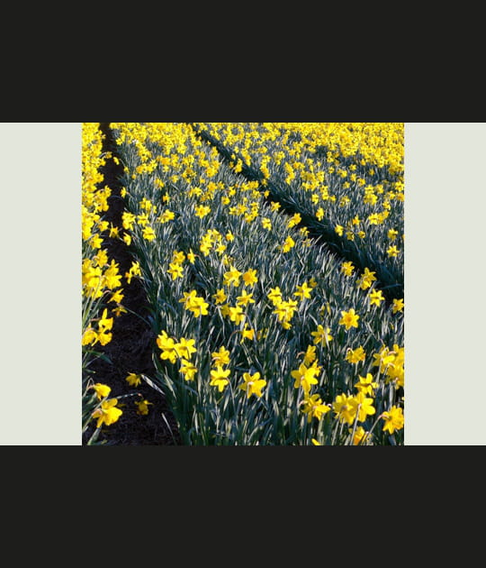 Jaune jaune jaune&nbsp;!