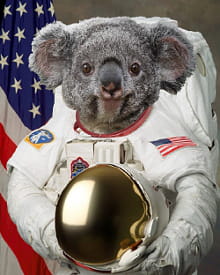 koala